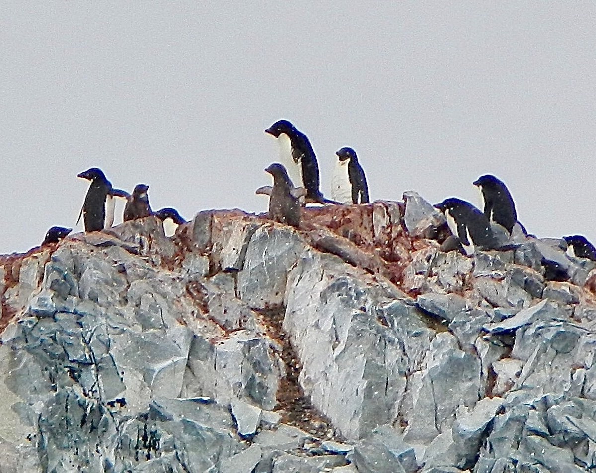 Naturalist-Led Penguin Colony Immersion, Antarctic Peninsula