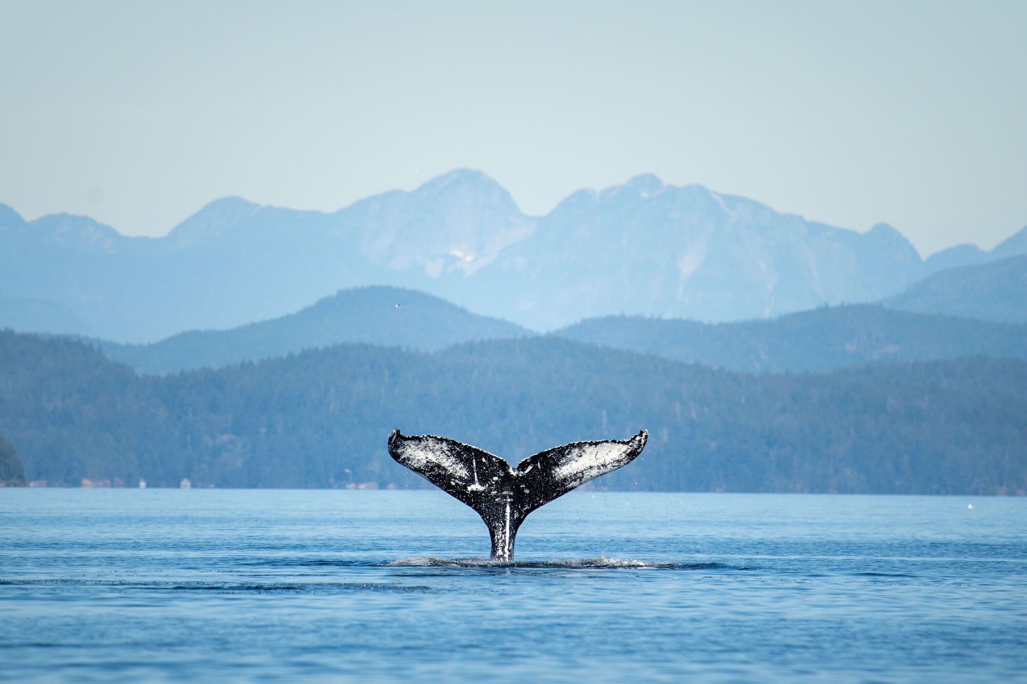 Wildlife Watching: Whale & Marine Life Skiff Tour