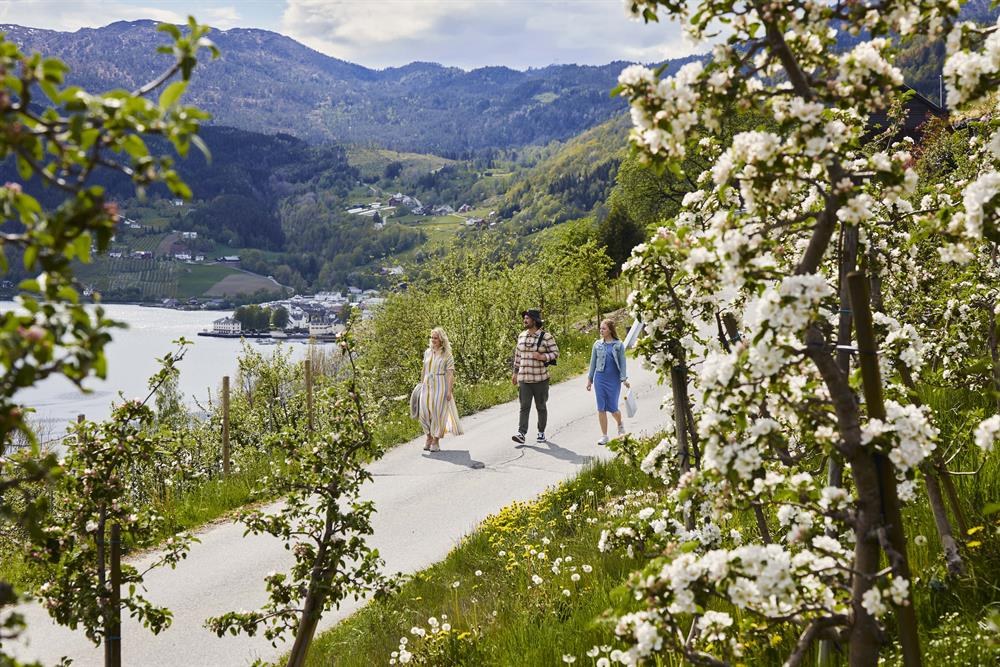 Hardanger Fruit & Cider Route: Orchard Walk & Tasting Experience