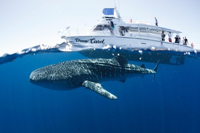 Swim with Whale Sharks: Ningaloo Reef Private Charter