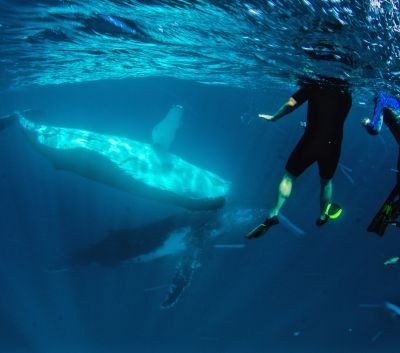 Humpback Whale Swim: Intimate In-Water Encounter
