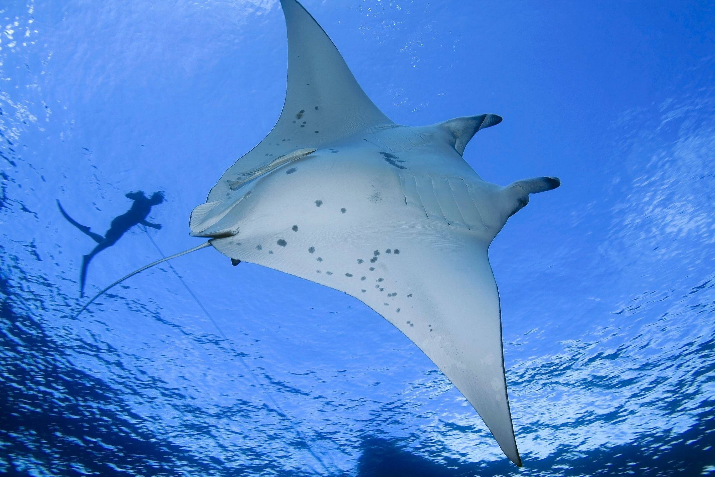 Swim with Manta Rays: Guided Snorkel at Drawaqa Passage