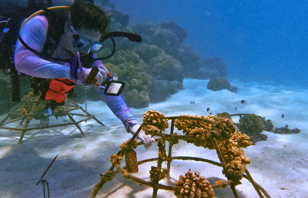 Conservation Scuba Dive: Coral Restoration & Reef Survey
