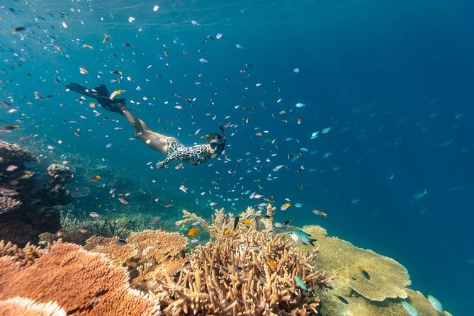 Coral Sea Snorkel: Pristine Outer-Reef Drift Dive