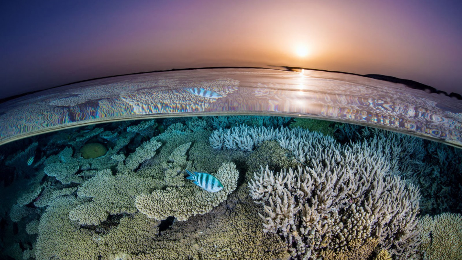 Underwater Photography Masterclass: Coral Sea Reef Systems