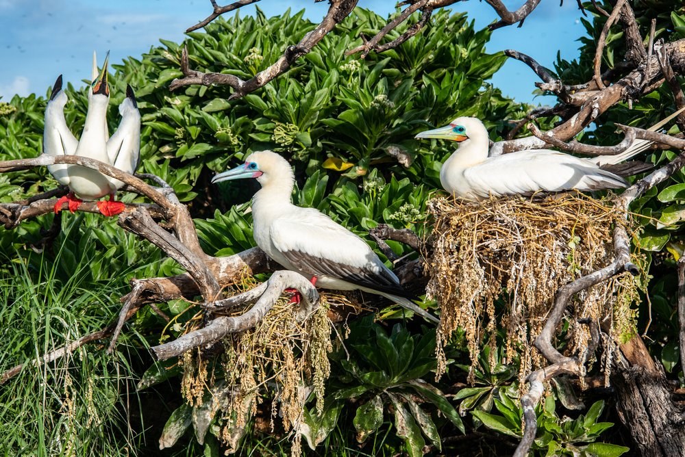 Remote Island Atmosphere: Dawn Birding Walk & Seabird Census
