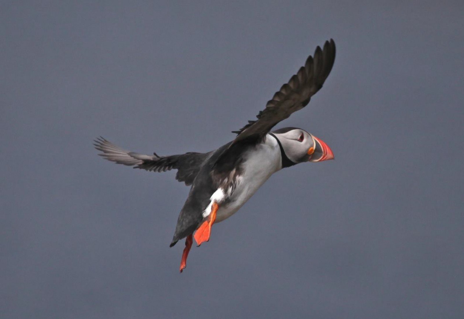 Fair Isle's Clifftop Coast: Private Guided Seabird Safari on Foot
