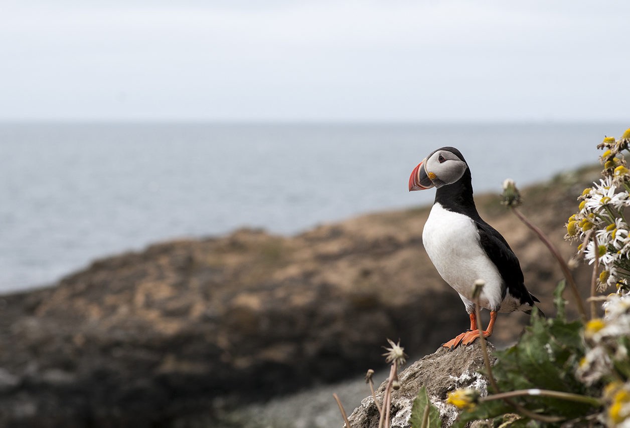 Grímsey Arctic Circle & Puffin Tour with Local Expert Halla