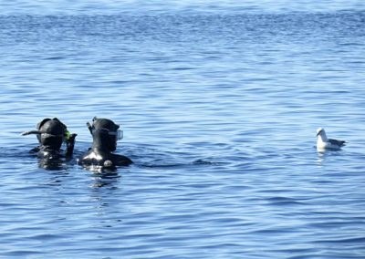 Arctic Snorkeling in the World's Northernmost Waters