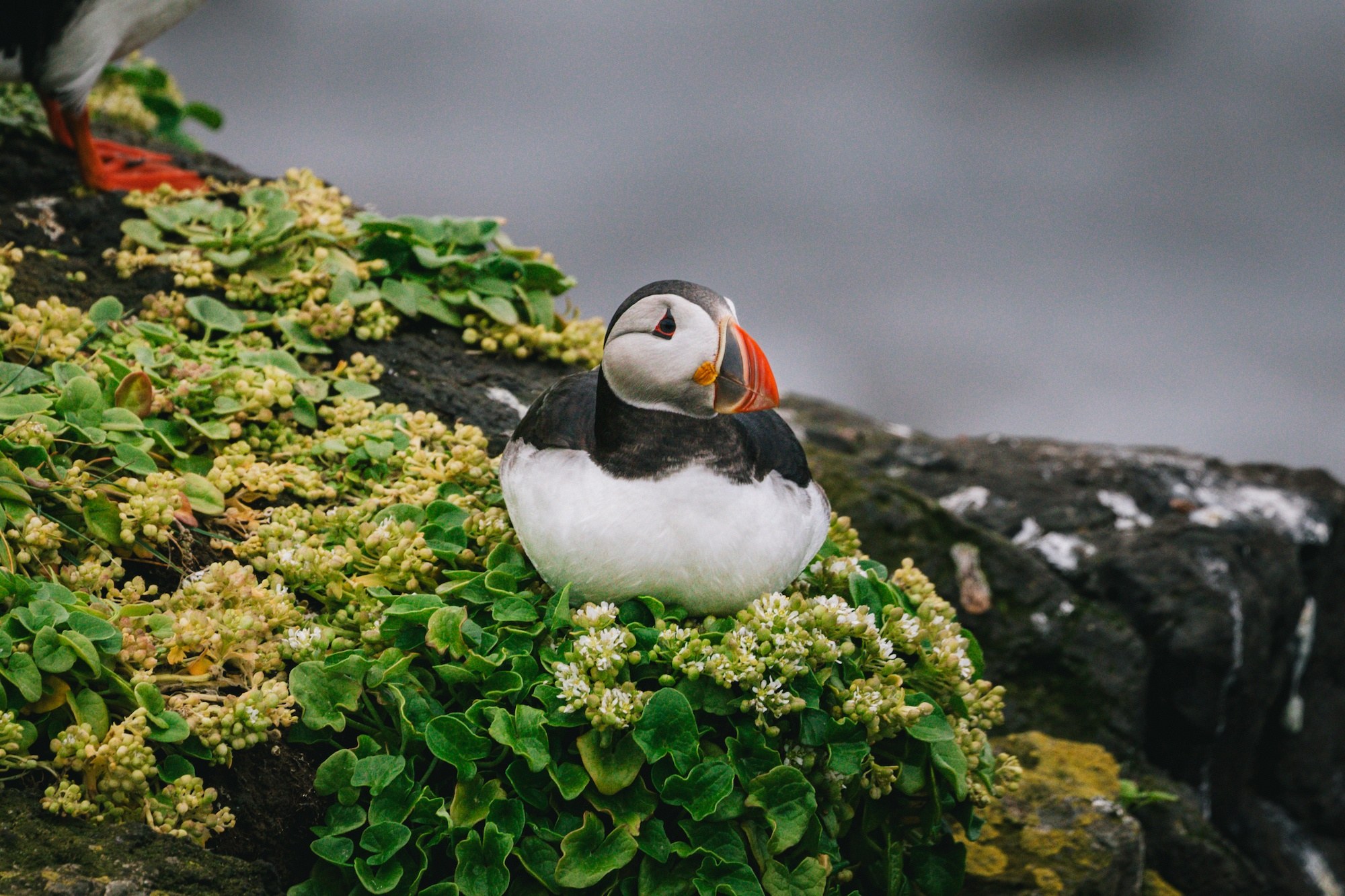 Grímsey Seabird & Wildlife Expedition by Zodiac
