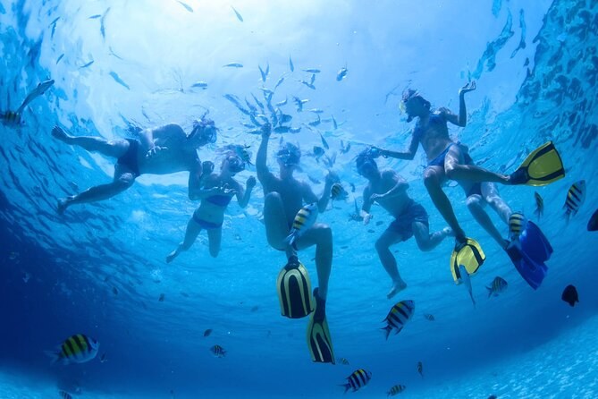 Dive the S.S. Sapona Shipwreck: Snorkel & Reef Sharks