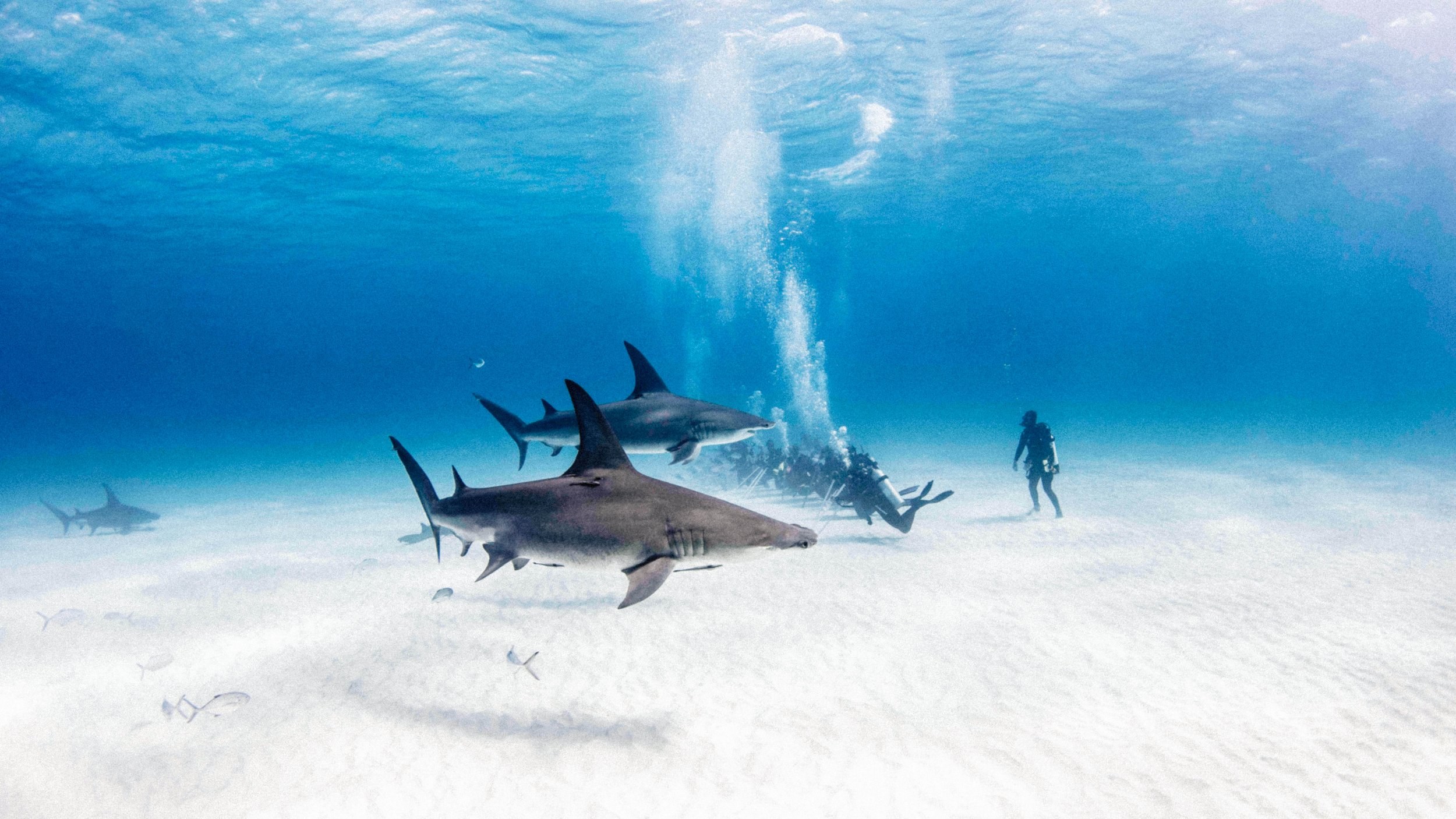 Dive with Great Hammerhead Sharks: Bimini's Ultimate Thrill