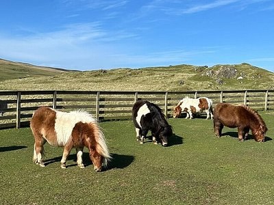 Shetland Pony Trekking at Shetland's Finest Stud