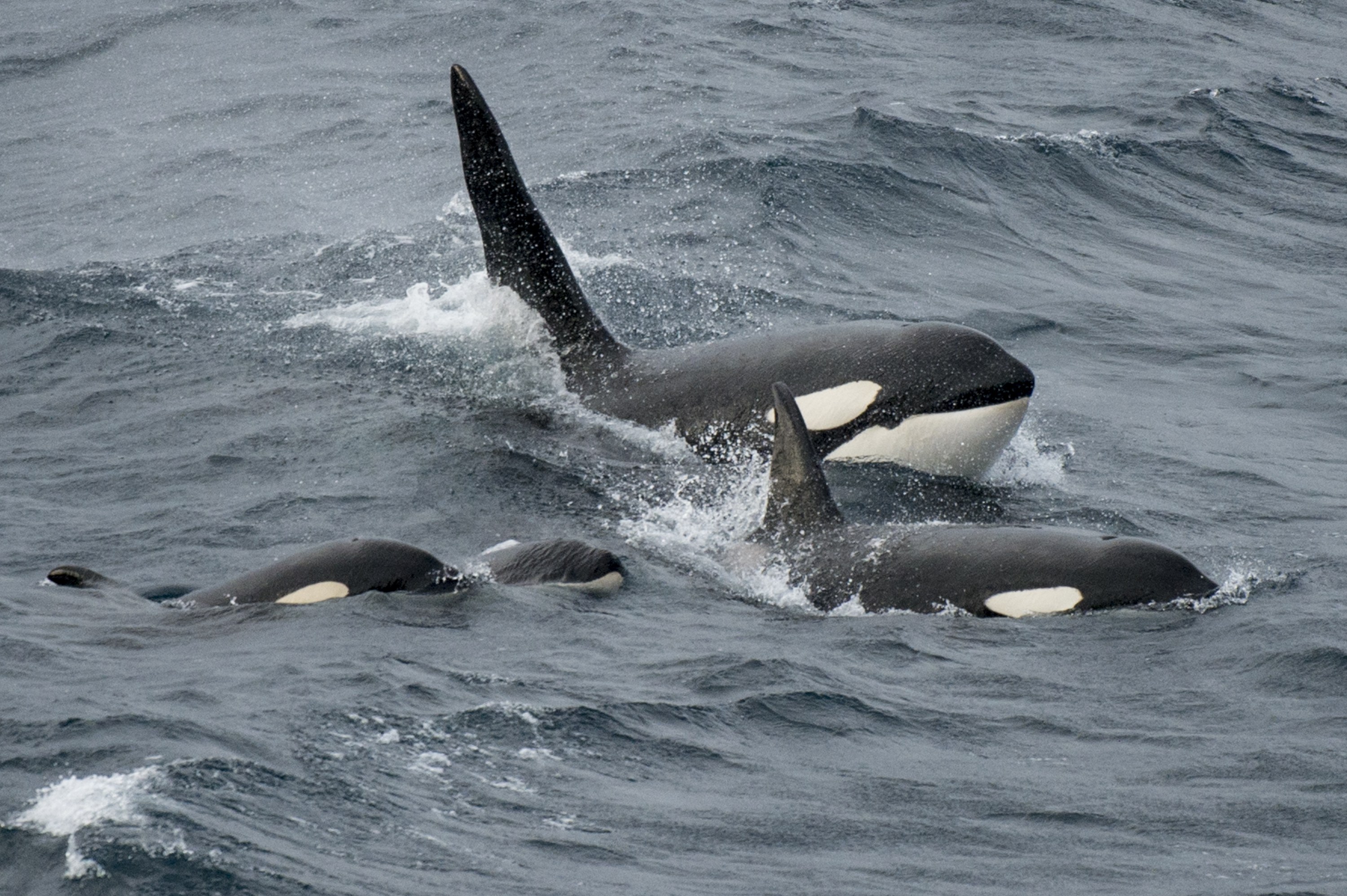 Wild Shetland Wildlife Safari: Otters, Puffins & Orcas