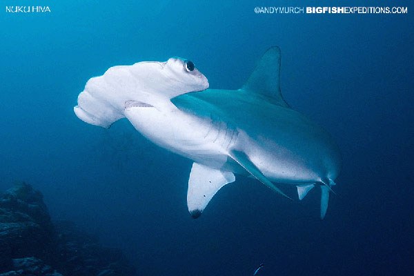 Hammerhead Shark Diving at Nuku Hiva's Outer Pinnacles