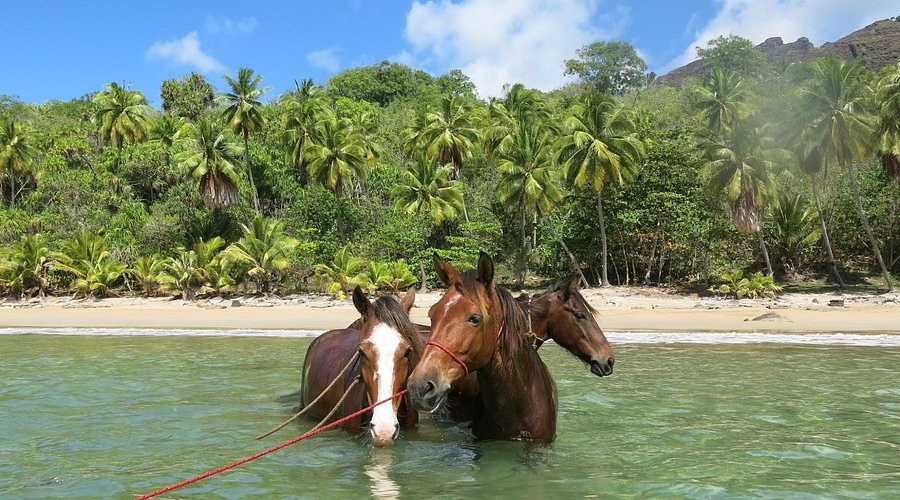 Horseback Ride Through Ancient Marquesan Jungle to Hidden Tikis