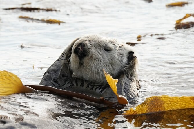 Sitka Premier Whale Watching & Marine Wildlife Tour