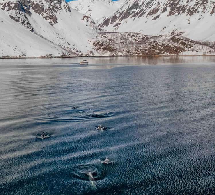 Alta Fjord Whale Watching in a Heated Vessel