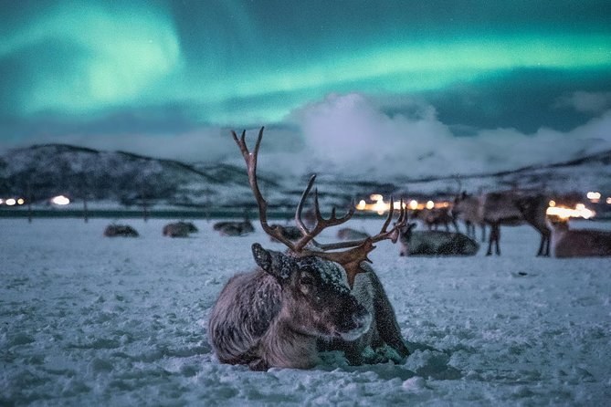 Sami Reindeer Camp & Lavvu Immersion with Local Herders