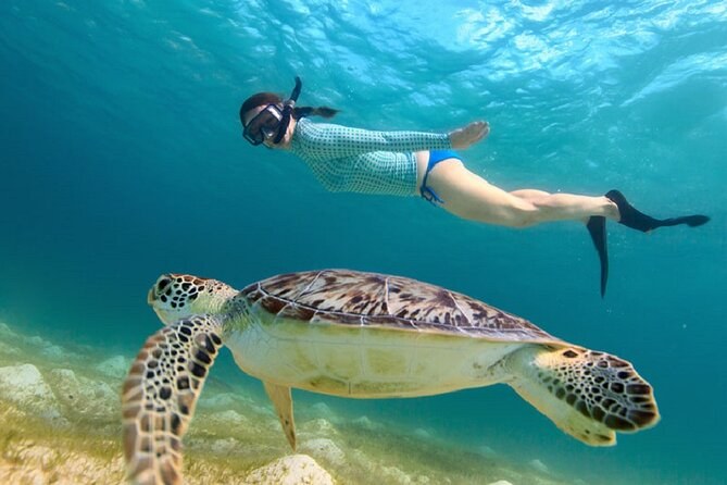 Maho Bay Sea Turtle Snorkel: World-Class Wildlife Encounter