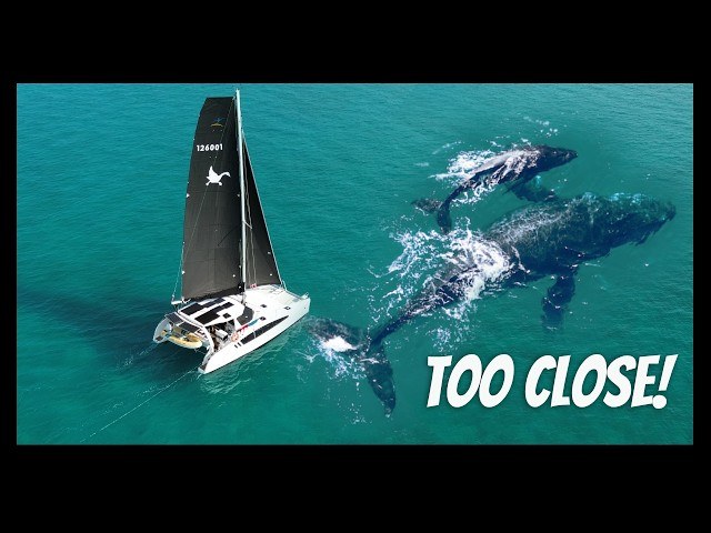 Tonga: Whale Watching & IDL Stargazing — Private Catamaran Charter
