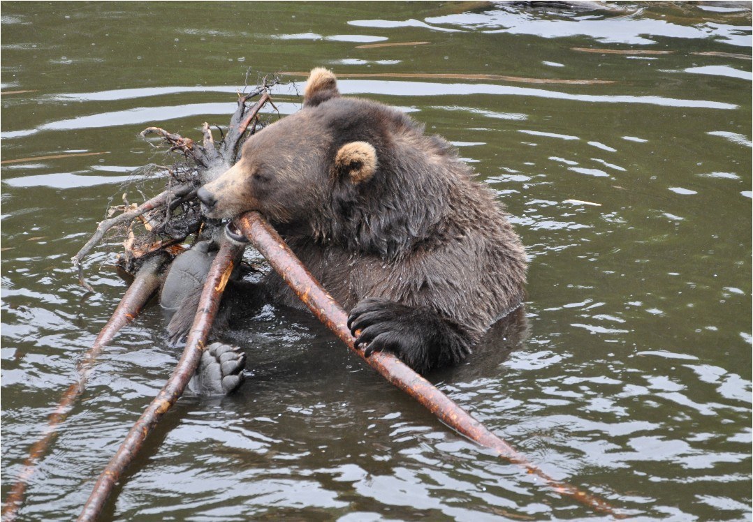 Alaska Raptor Center & Fortress of the Bear Wildlife Encounter