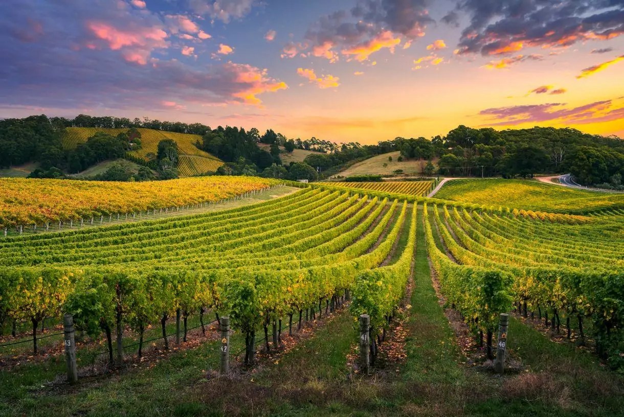Srijem Wine Country: Private Half-Day Vineyard Drive & Harvest Lunch