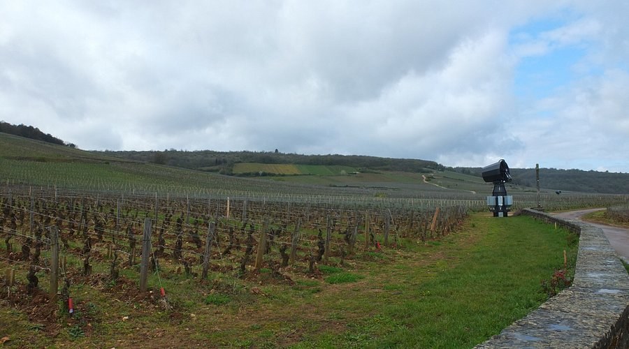 Romanée-Conti Country: Private Grand Cru Vineyard Walk
