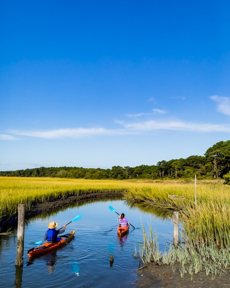 Seurre & the Saône: Wildlife Kayak & Wetlands Expedition