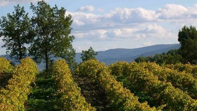 Les Alpilles Truffle Farm: Exclusive Private Farm Visit & Tasting