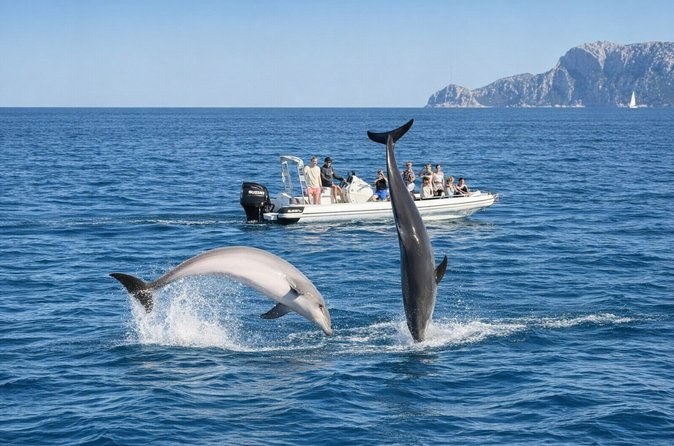 Dolphin Watching & Snorkel Tour from Golfo Aranci
