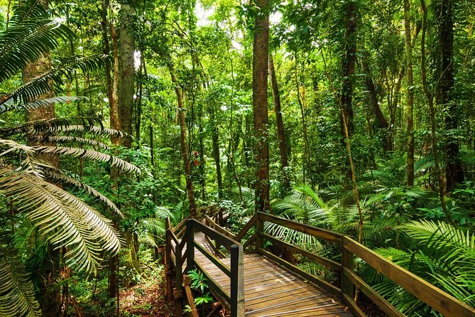 Daintree Rainforest & Cape Tribulation Private Luxury Day Tour
