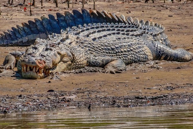 Daintree River Crocodile & Wildlife Cruise