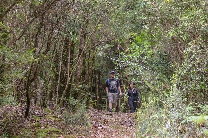 Bosque Piedra Reserve: Private Forest & Geology Expedition