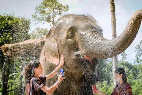Samui Elephant Sanctuary: Ethical Half-Day Immersion