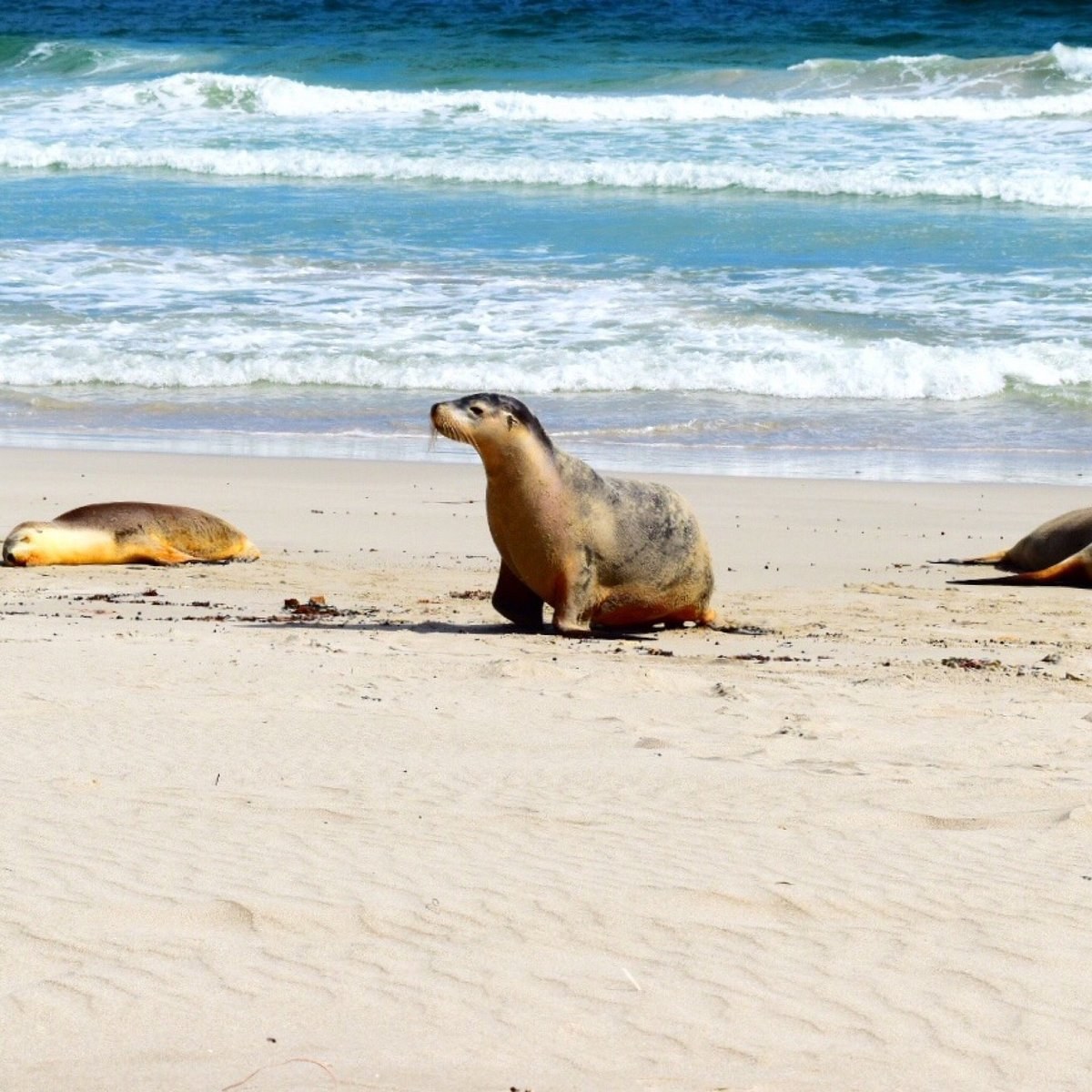 Seal Bay Conservation Park: Guided Sea Lion Beach Walk