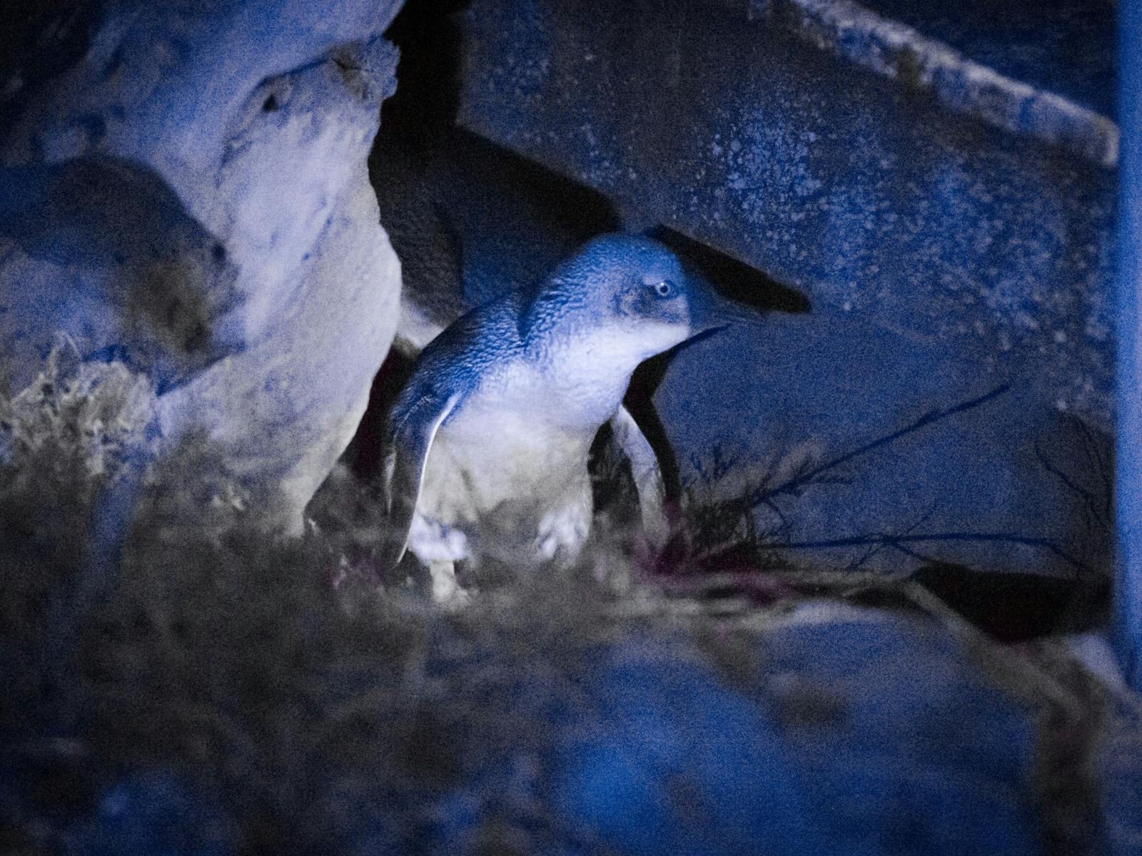 Penneshaw Penguin Centre: Expert Twilight Little Penguin Guided Tour