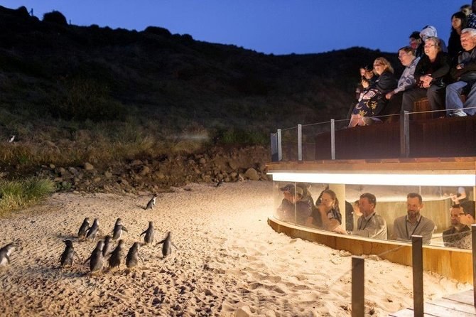 Penguin Parade: Underground Viewing — Front-Row at Dusk