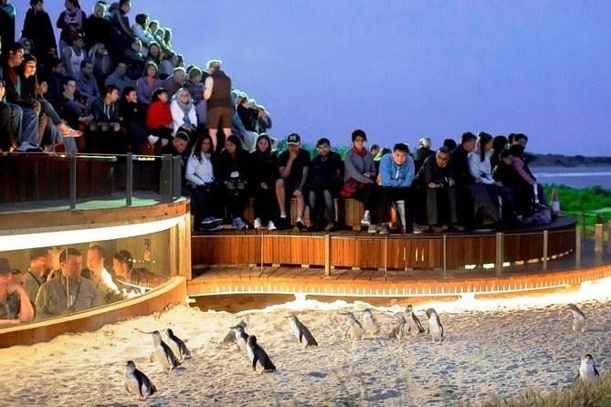 Posh Penguins: Exclusive Private Full-Day Island Tour