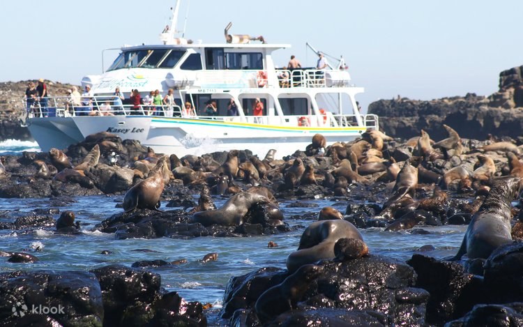 Wildlife Coast Cruises: Seal Rocks Colony Expedition