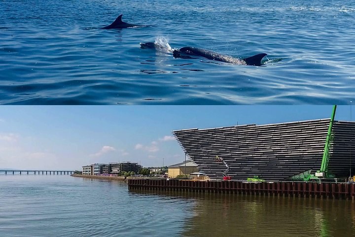 Tay Estuary Seafari: Dolphins, Seals & Sea Bridges by Speedboat