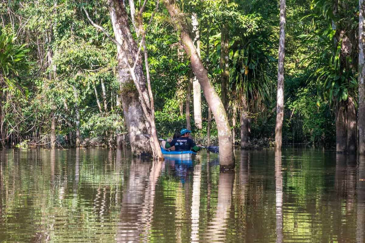 Flooded Forest Kayaking: Paddling the Igapó at High Water