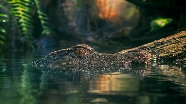 Night Caiman & Bioluminescence Expedition by Zodiac