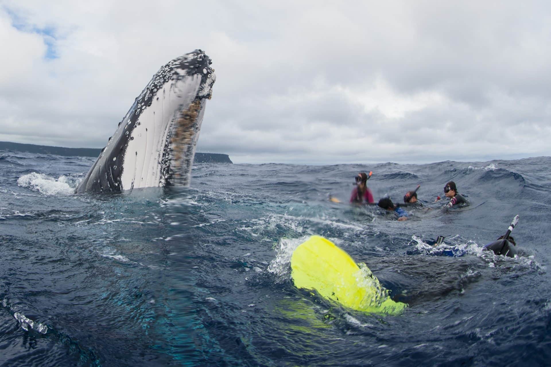 Vava'u, Tonga: Private Humpback Whale Swim — Season Encounter