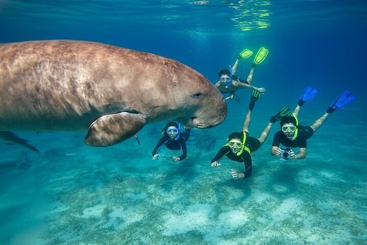 Dugong & Sea Turtle Snorkel Safari — Champagne Bay