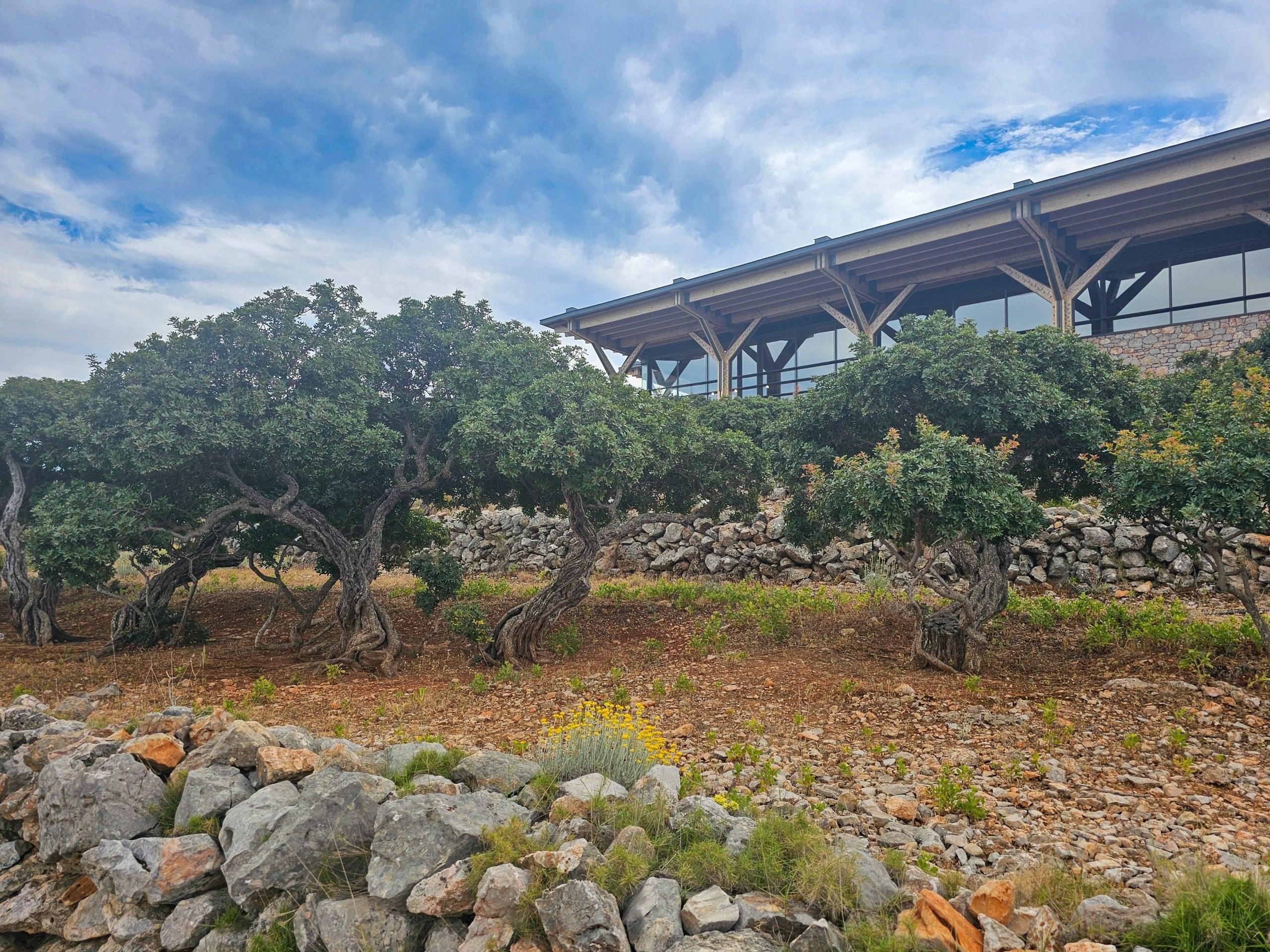 Chios Mastic Museum: The Island's Liquid Gold Decoded