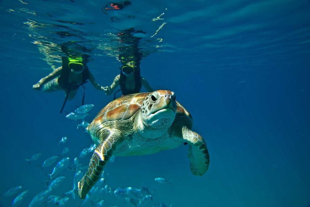 Sea Turtle Snorkel & Catamaran Sail: Barbados