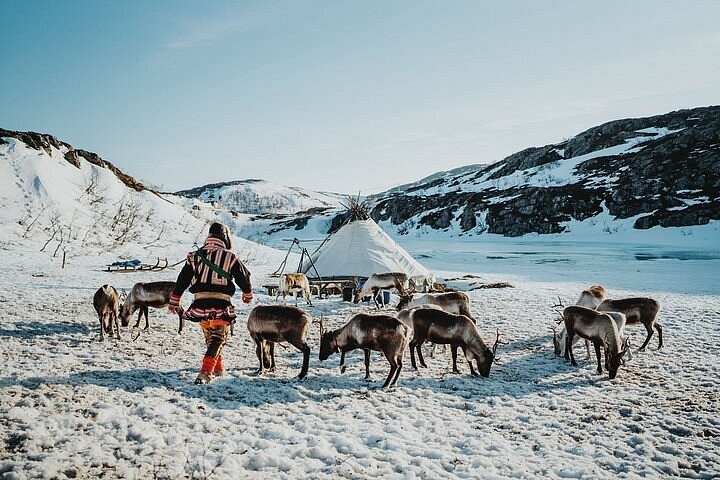 Tromsø: Private Arctic Wildlife Safari & Sami Reindeer Ceremony