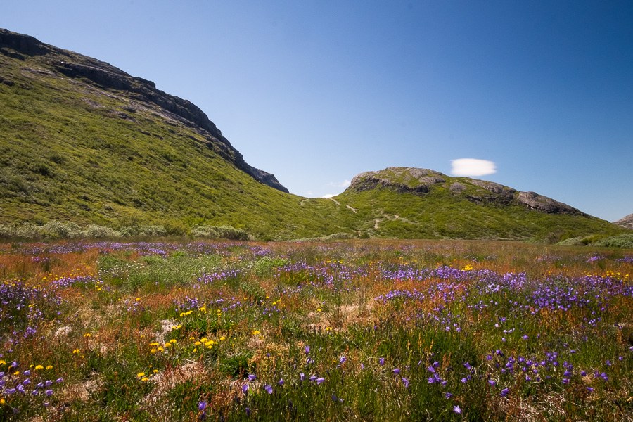 Flower Valley & Narsarsuaq Hike: Arctic Blooms & Ice Views