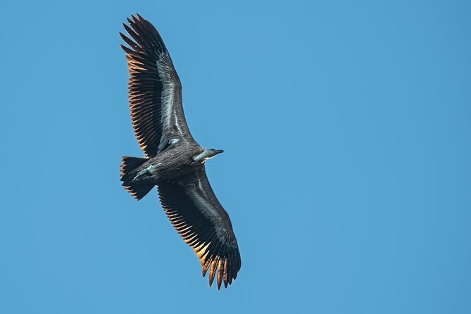 Wildlife & Birdwatching Safari: Griffon Vultures of Kornati